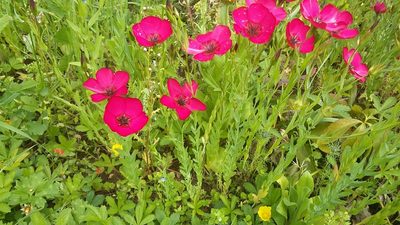 Linum grandiflorum, photographed by Paul Dubery