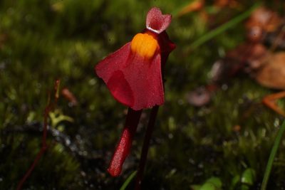 Utricularia menziesii, photographed by Em Lamond