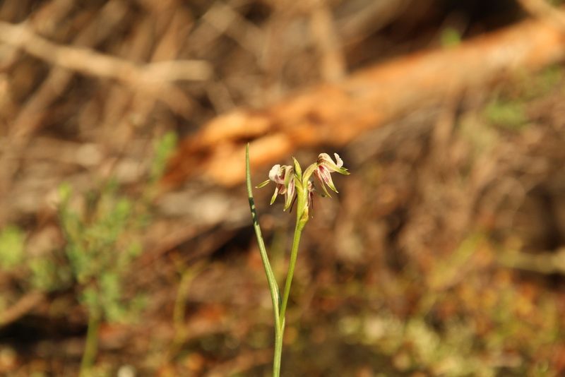Prasophyllum parvifolium, photographed by Em Lamond