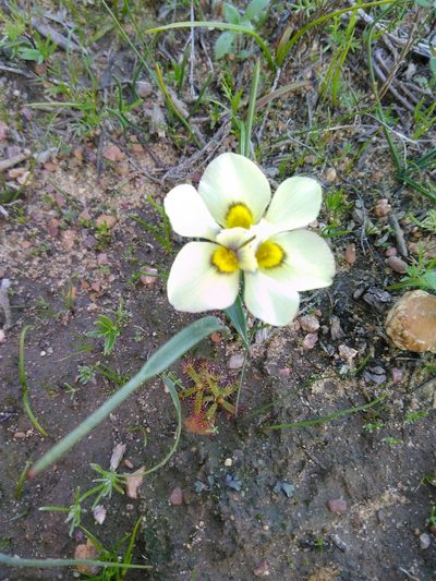 Moraea tricolor, photographed by bullwooding