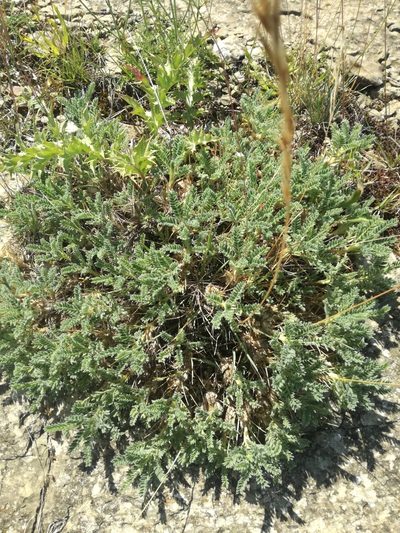 Astragalus sempervirens, photographed by Andrea Meucci