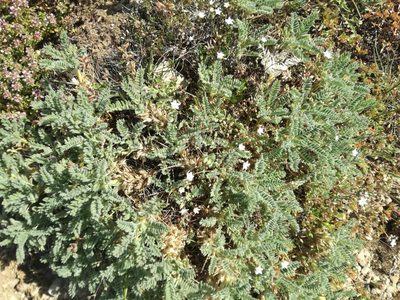 Astragalus sempervirens, photographed by Andrea Meucci