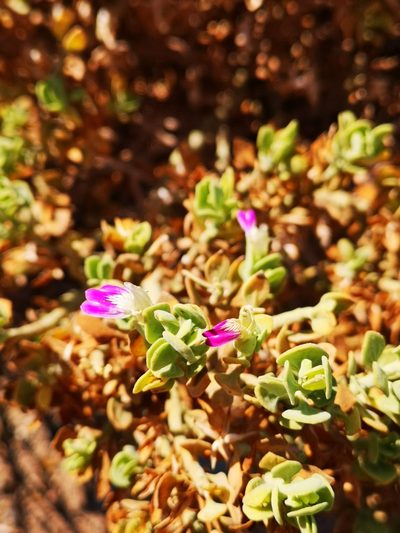 Pogonospermum mollissimum, photographed by leandra-k_89