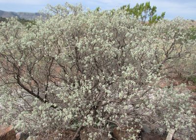 Buddleja marrubiifolia, photographed by johnyochum