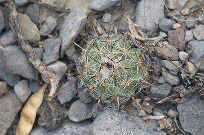 Coryphantha pallida, photographed by Juan Carlos Pérez Magaña