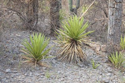 Agave karwinskii, photographed by Juan Carlos Pérez Magaña