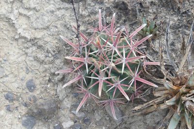 Ferocactus recurvus, photographed by Juan Carlos Pérez Magaña