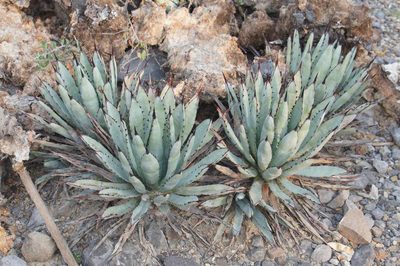 Agave macroacantha, photographed by Juan Carlos Pérez Magaña