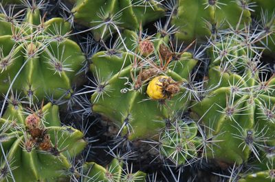 Ferocactus robustus, photographed by Juan Carlos Pérez Magaña