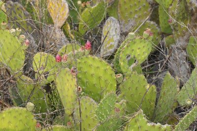Opuntia depressa, photographed by Juan Carlos Pérez Magaña