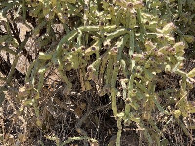 Cylindropuntia arbuscula, photographed by CK2AZ