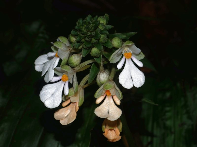 Calanthe alismifolia, photographed by Jacy Chen