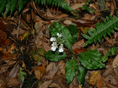 Calanthe alismifolia, photographed by Jacy Chen
