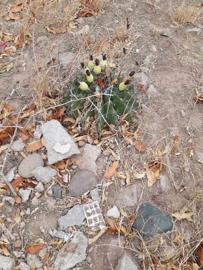 Ferocactus herrerae, photographed by Miguel Moreno