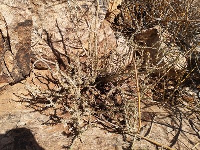 Portulacaria namaquensis, photographed by leandra-k_89