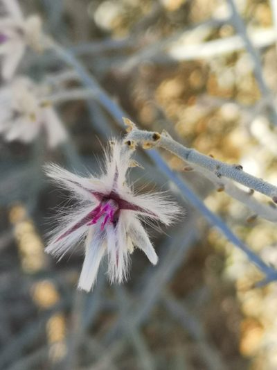 Calicorema capitata, photographed by leandra-k_89