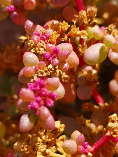Trianthema parvifolium, photographed by leandra-k_89
