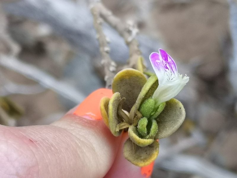 Pogonospermum mollissimum, photographed by leandra-k_89