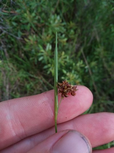 Rhynchospora compressa, photographed by Will McFarland