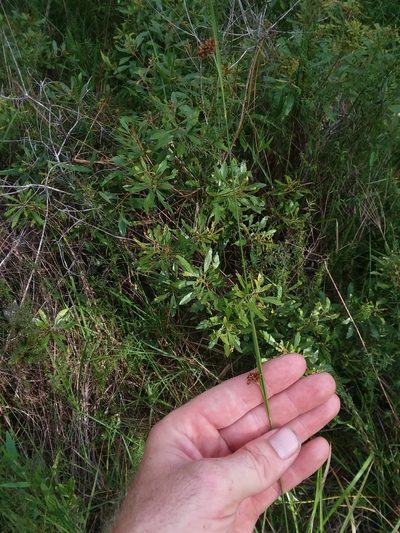 Rhynchospora compressa, photographed by Will McFarland