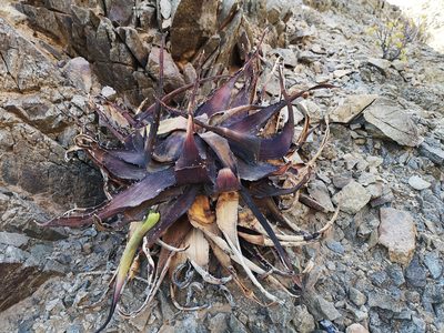 Aloe gariepensis, photographed by leandra-k_89