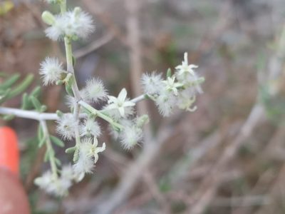 Plocama crocyllis, photographed by leandra-k_89