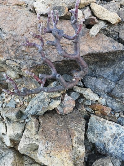 Pelargonium crassicaule, photographed by leandra-k_89