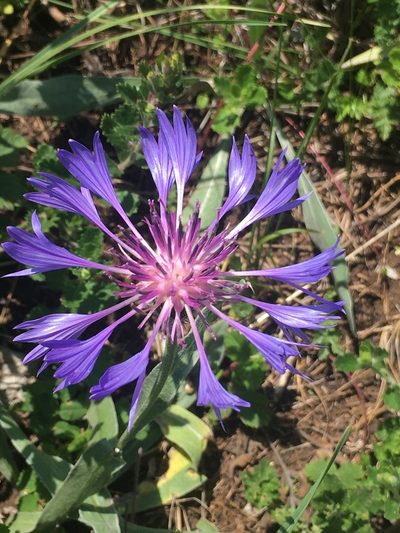 Centaurea fuscomarginata, photographed by Максим Шумских