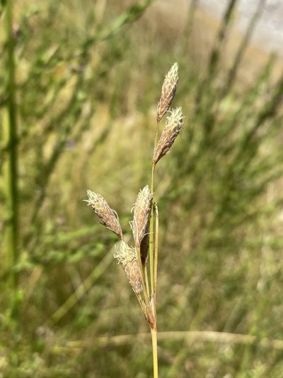Fimbristylis thermalis, photographed by Matt Berger