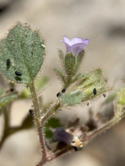 Phacelia peirsoniana, photographed by Matt Berger