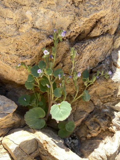 Phacelia mustelina, photographed by Matt Berger