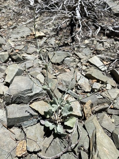 Eriogonum panamintense, photographed by Matt Berger