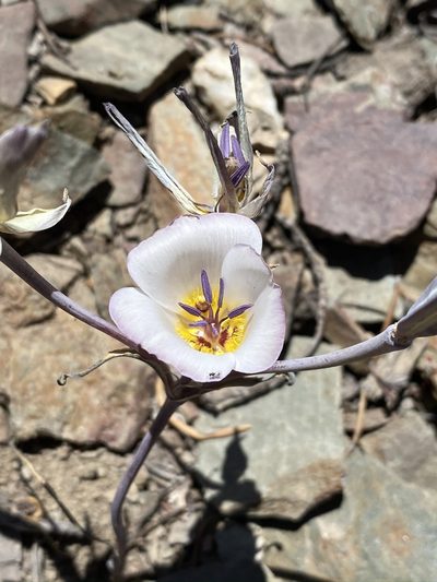 Calochortus panamintensis, photographed by Matt Berger