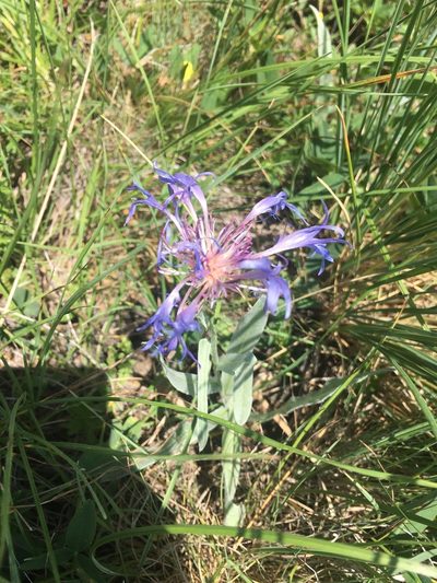 Centaurea fuscomarginata, photographed by Максим Шумских