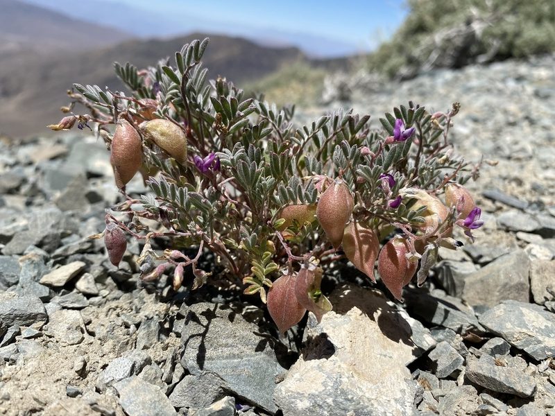 Astragalus gilmanii, photographed by Matt Berger