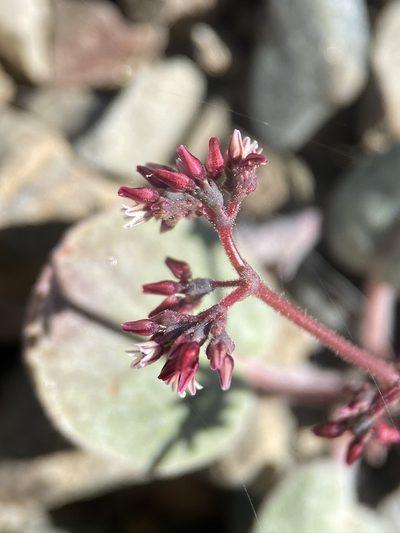Eriogonum eremicola, photographed by Matt Berger