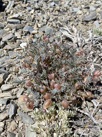 Astragalus gilmanii, photographed by Matt Berger
