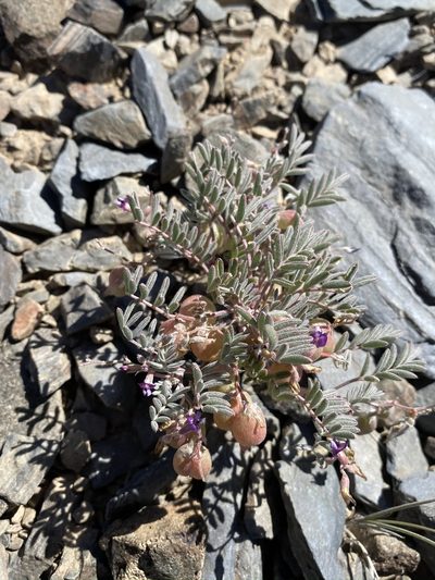 Astragalus gilmanii, photographed by Matt Berger