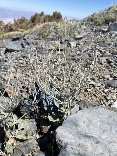 Eriogonum panamintense, photographed by Matt Berger