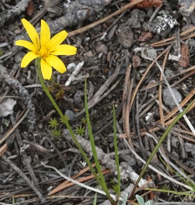 Microseris nutans, photographed by desertnaturalist