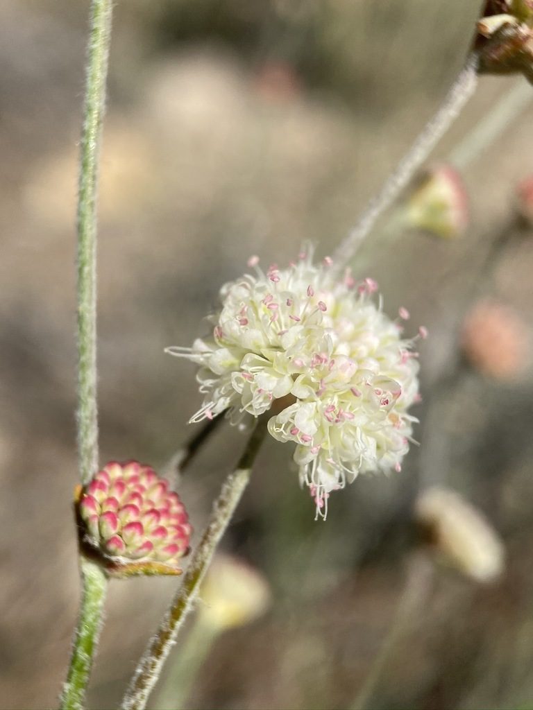 Eriogonum mensicola, photographed by Matt Berger