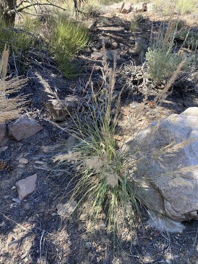 Eriocoma parishii, photographed by Matt Berger