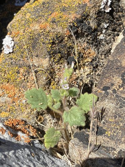 Phacelia mustelina, photographed by Matt Berger