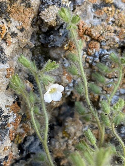 Phacelia perityloides, photographed by Matt Berger