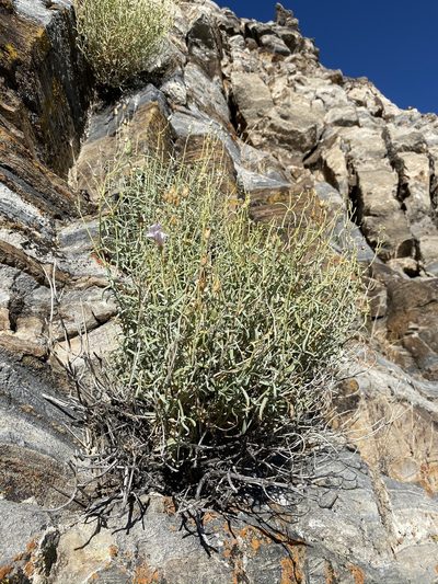 Penstemon fruticiformis, photographed by Matt Berger