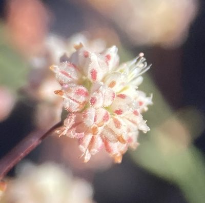 Eriogonum maculatum, photographed by Matt Berger
