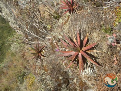 Agave angustiarum, photographed by Eugenio Padilla