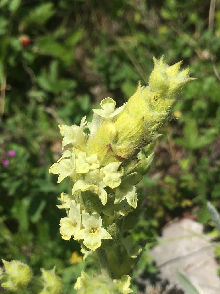 Sideritis catillaris, photographed by Максим Шумских