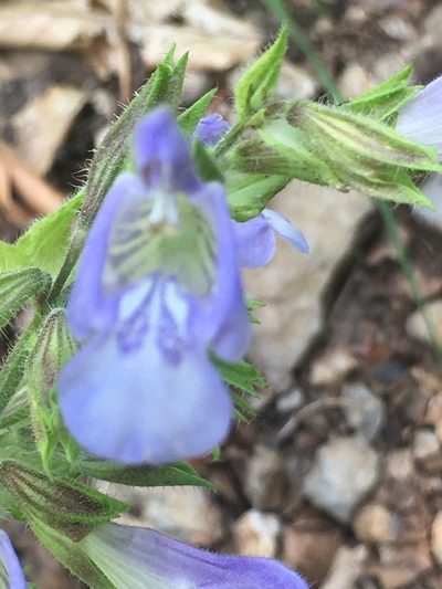 Salvia tomentosa, photographed by Максим Шумских