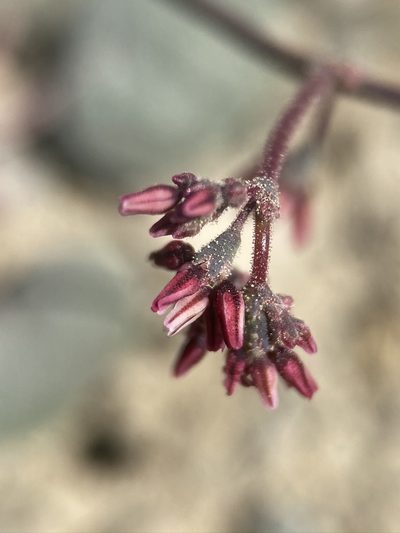 Eriogonum eremicola, photographed by Matt Berger